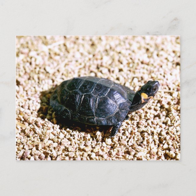 Carte Postale Tortue (Devant)