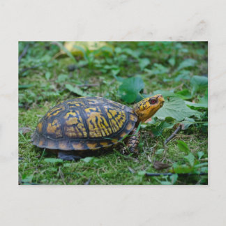 Carte Postale Tortue à boîte orientale