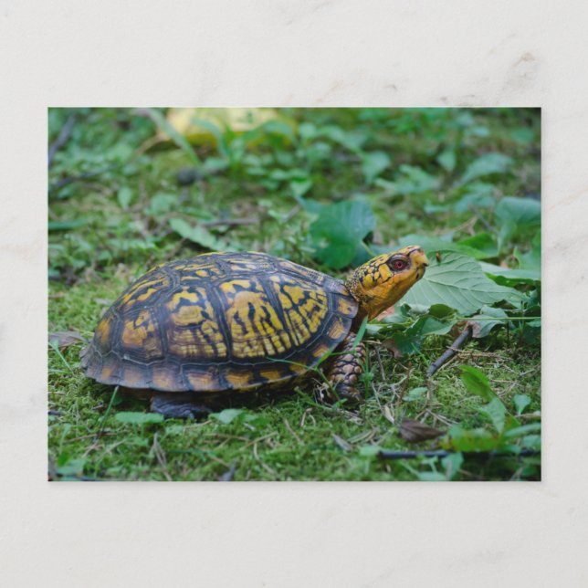Carte Postale Tortue à boîte orientale (Devant)