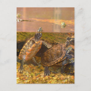 Carte Postale Tortue à ventre rouge (Alabama)