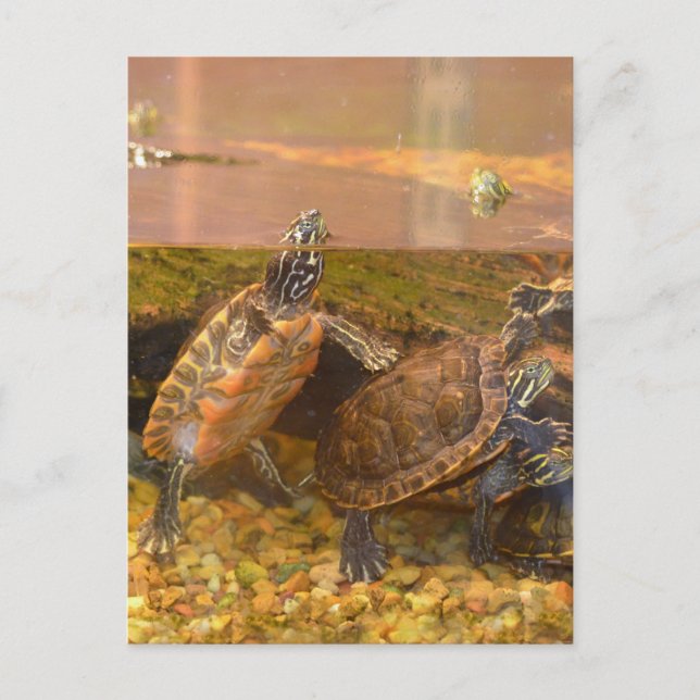 Carte Postale Tortue à ventre rouge (Alabama) (Devant)