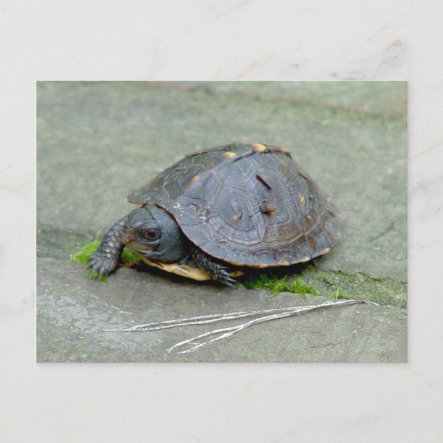 Carte postale Tortue Bébé (Devant)