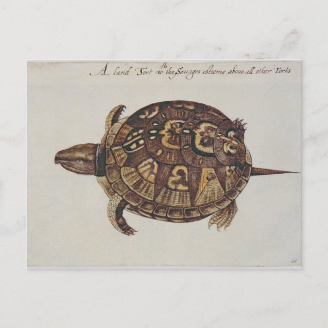 Carte Postale Tortue boîte commune (Devant)