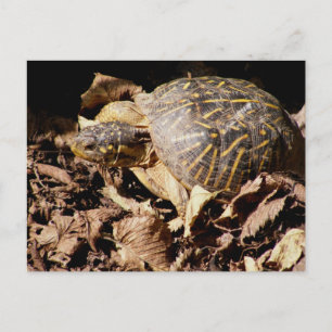 Carte Postale Tortue de boîte fleurie