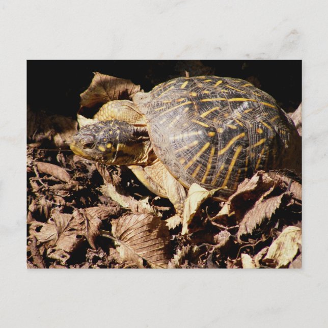 Carte Postale Tortue de boîte fleurie (Devant)