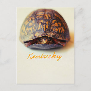 Carte Postale Tortue de JerseyFawn