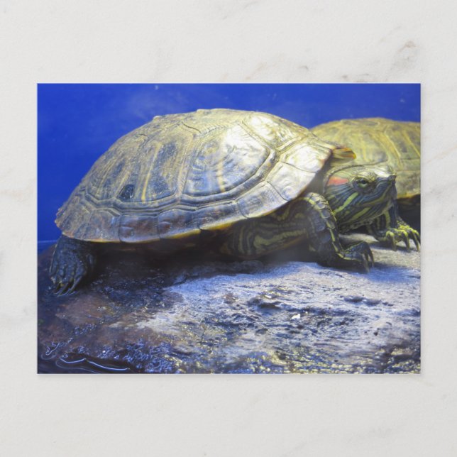Carte Postale Tortue de la Boutique pour animaux (Devant)