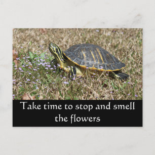 Carte Postale Tortue de la péninsule