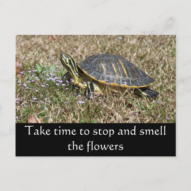 Carte Postale Tortue de la péninsule (Devant)