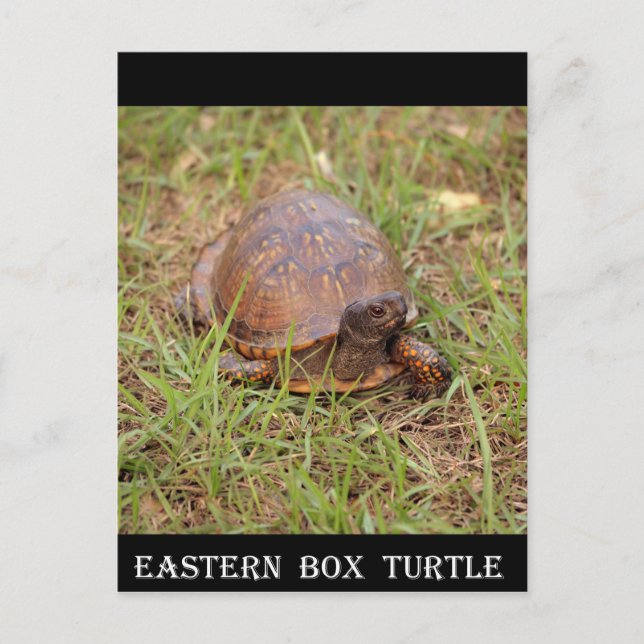 Carte Postale Tortue de l'Est (Caroline du Nord et Tennessee) (Devant)