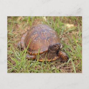 Carte Postale Tortue de l'Est (Caroline du Nord et Tennessee)
