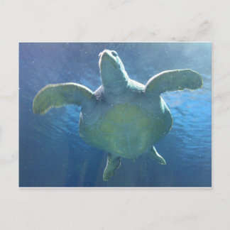 Carte Postale Tortue de mer
