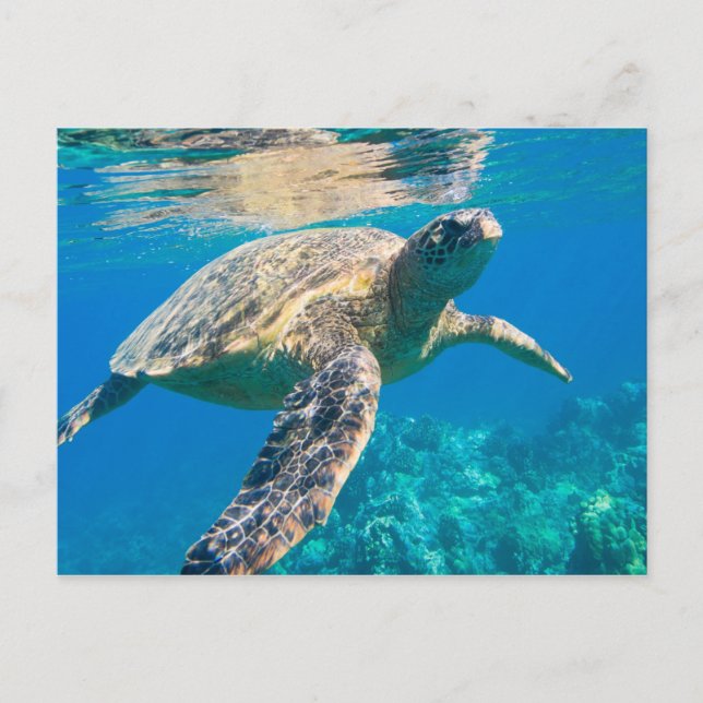 Carte Postale Tortue de mer (Devant)