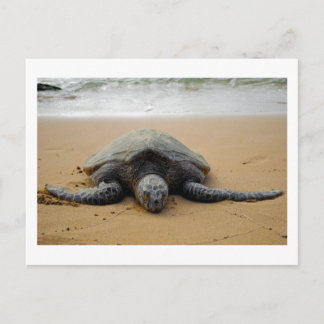 Carte Postale Tortue de mer