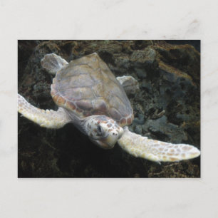 Carte Postale Tortue de mer