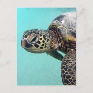 Carte Postale Tortue de mer d'Hawaii