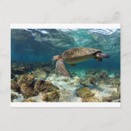 Carte Postale Tortue de mer nageant dans l'île paradisiaque lago