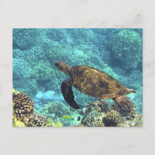 Carte Postale Tortue de mer nageant dans l'océan bleu