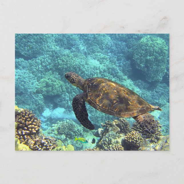 Carte Postale Tortue de mer nageant dans l'océan bleu (Devant)