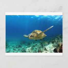 Carte Postale Tortue de mer sous l'eau
