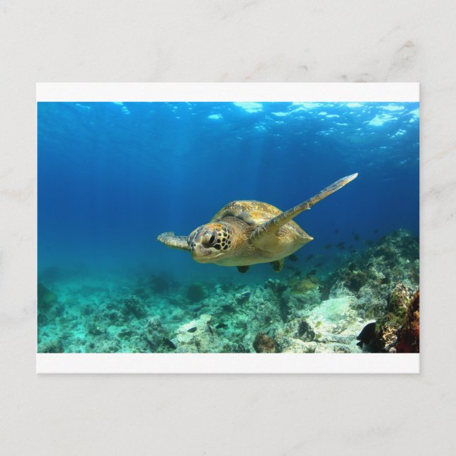 Carte Postale Tortue de mer sous l'eau (Devant)