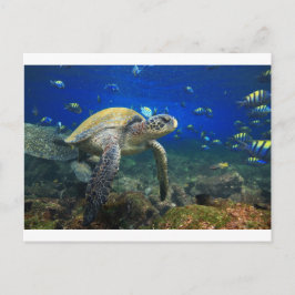 Carte Postale Tortue de mer sous l'eau tropicale Pacifique