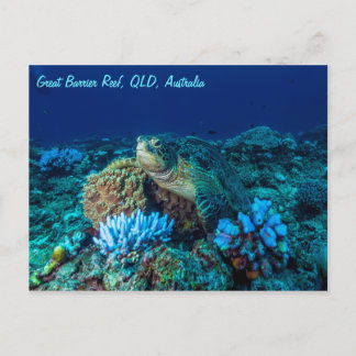 Carte Postale Tortue de mer sur la Grande Barrière de corail