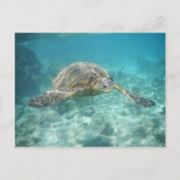 Tortue de mer verte