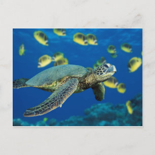 Carte Postale Tortue de mer verte