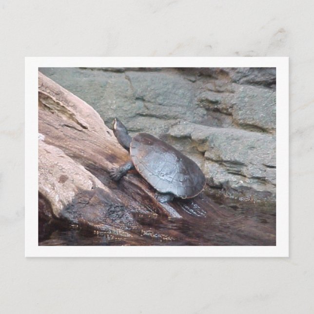 Carte postale "Tortue de rivière" (Devant)