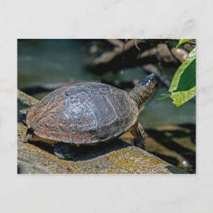 Carte Postale Tortue de rivière à Tortuguero - Costa Rica
