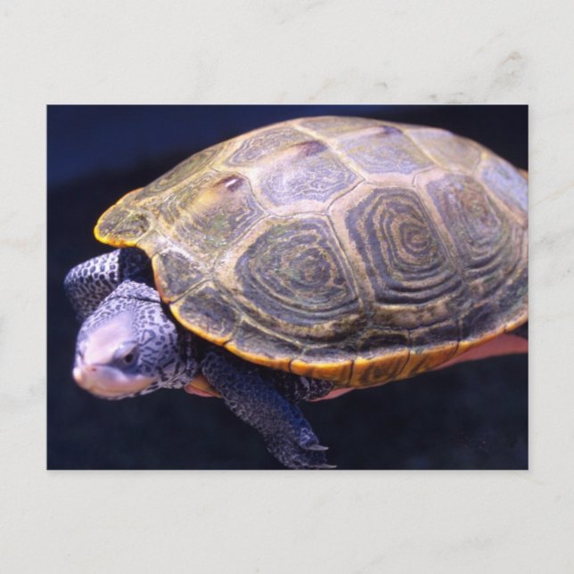 Carte Postale Tortue Diamondback (Devant)