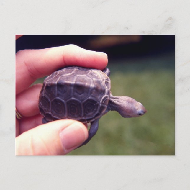 Carte Postale Tortue Diamondback (Devant)