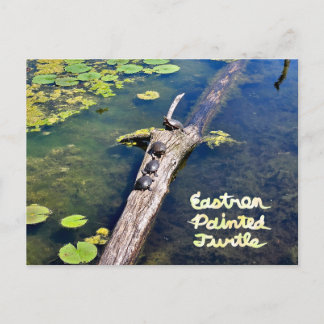 Carte Postale Tortue du Metropark Lake Erie Journal vertical ave