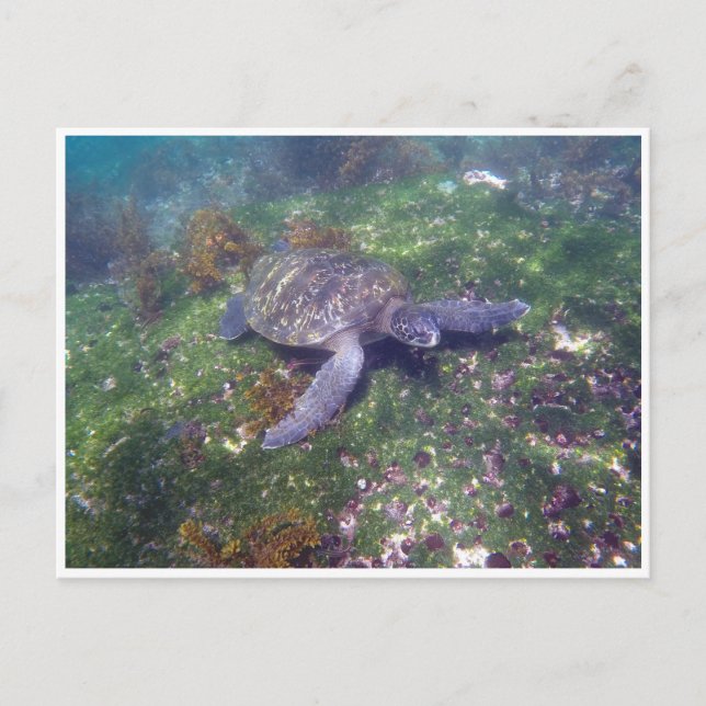 Carte Postale tortue galapagos (Devant)