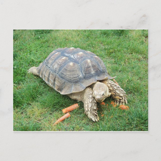 Carte Postale Tortue géante 2 (Devant)
