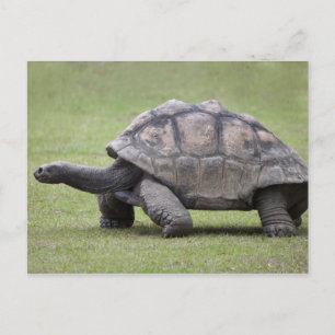 Carte Postale Tortue géante dans l'herbe