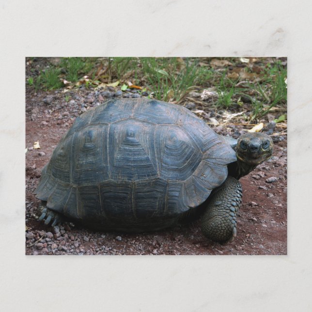 Carte Postale Tortue géante Galapagos (Devant)