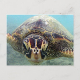 Carte Postale Tortue Hawaii