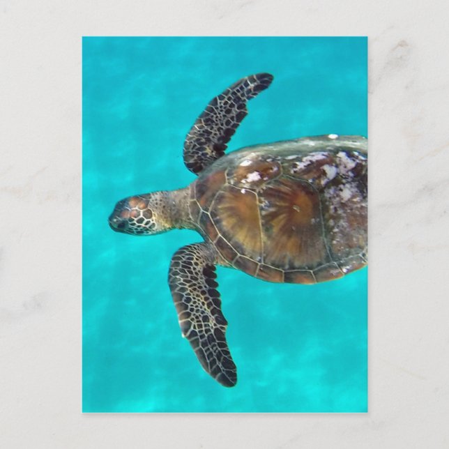 Carte Postale Tortue Hawaii Honu (Devant)