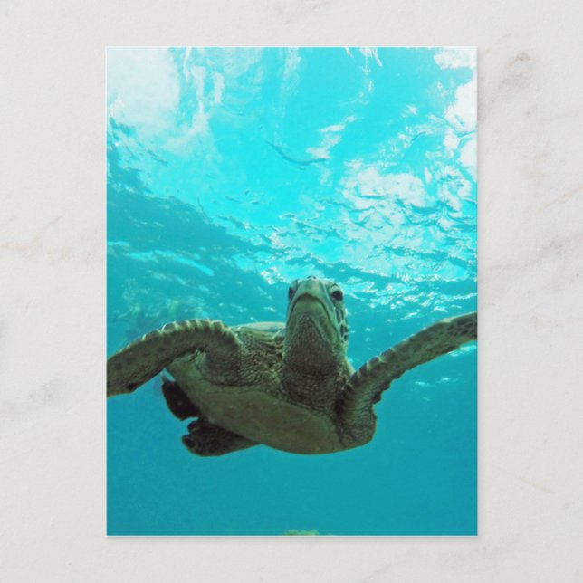 Carte Postale Tortue Hawaii Honu (Devant)