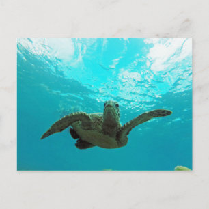 Carte Postale Tortue Hawaii Honu