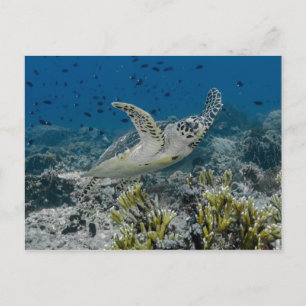 Carte Postale Tortue imbriquée nageant