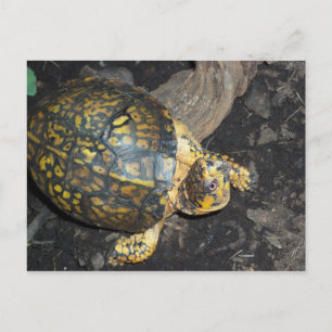Carte Postale Tortue jaune