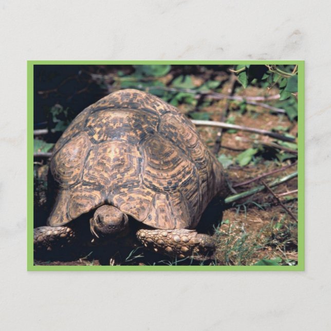 Carte Postale Tortue léopard (Devant)