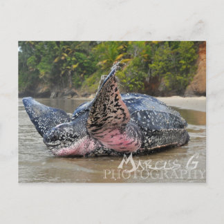 Carte Postale Tortue luth