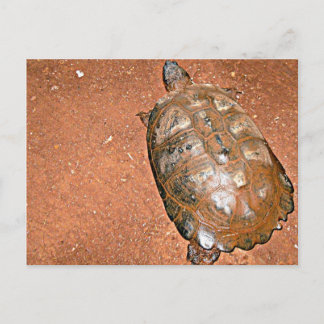 Carte Postale Tortue marchant sur un sol brun