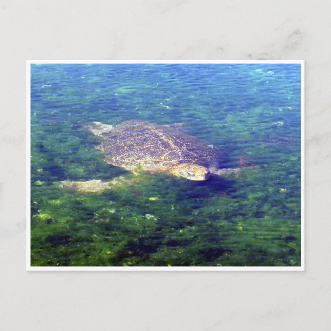Carte Postale tortue marine galapagos (Devant)