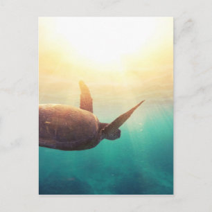 Carte Postale Tortue marine - Photographie de la nature sous-mar