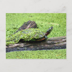 Carte Postale Tortue mignonne recouverte de vert s'amusant.